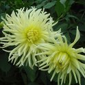 Dahlia x 'Melodie' fleur